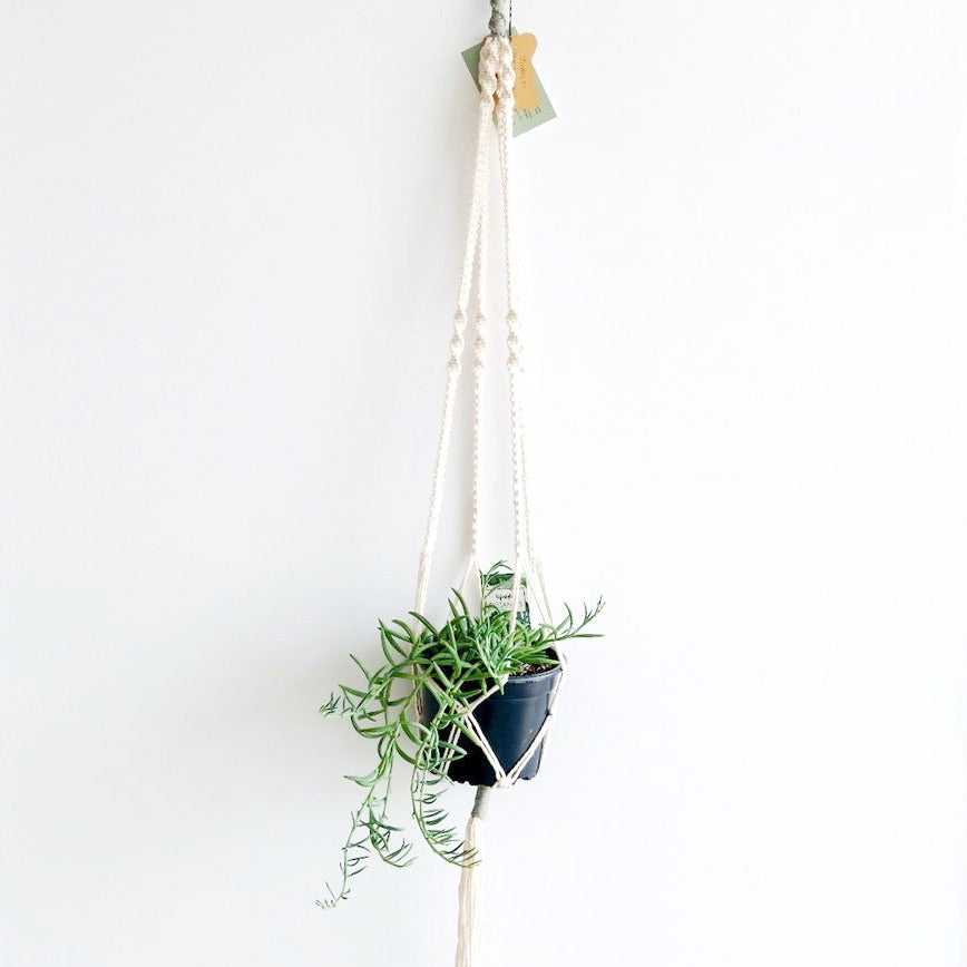 macrame plant hanger nz Simply' Macrame Plant Hanger – The Minimal Co