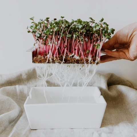 Microgreens Starter Kit with Porcelain Sprouting Dish
