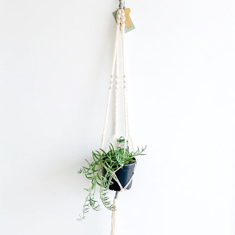 ‘Simply’ Macrame Plant Hanger